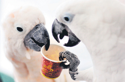 Burung Kakaktua di Gaza Ternyata Senang Minum Kopi dan Teh