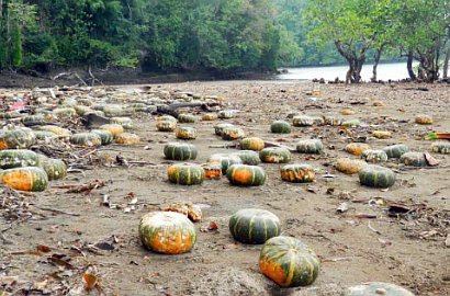 Misteri Ribuan Labu Terdampar di Pantai Nusa Utara