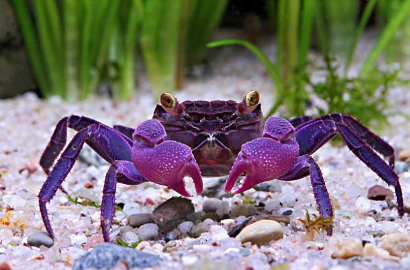 Astaga, Ada Kepiting Vampir di Pulau Jawa