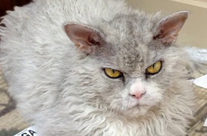 Kucing Berwajah Kejam Ini Jadi Idola Baru di Instagram