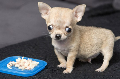 Menggemaskan, Anjing Chihuahua di Polandia Diklaim Terkecil di Dunia