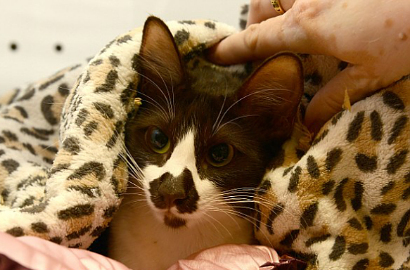 Kenalan dengan Oz, Si Kucing Lucu Pemilik Peta Australia di Hidung