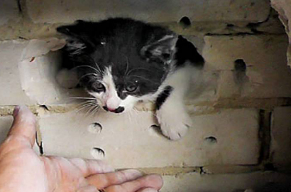 Biso, Kucing yang Bertahan Hidup Meski 5 Tahun Terjebak di Dinding