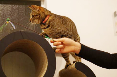 Tak Cuma Nongkrong, Tamu Bisa Adopsi Kucing Lucu di Kafe Ini