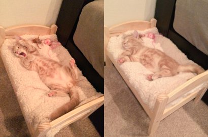 Imutnya Kasur-Kasur Mungil untuk Kucing