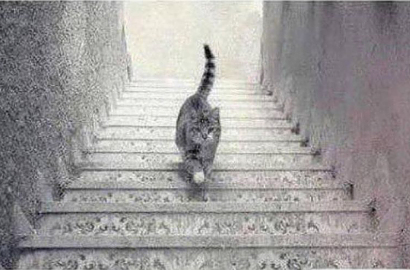 Lupakan Soal Dress, Coba Tebak Kucing Ini Sedang Naik atau Turun Tangga?