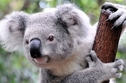 Kayak Bos, 4 Koala Nikmati Pelayanan Pesawat Kelas Atas