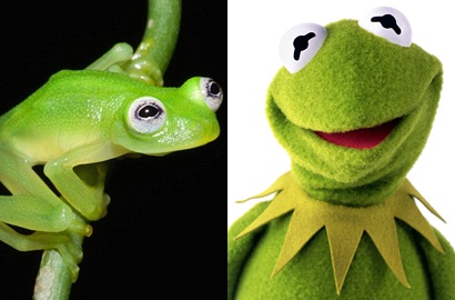 Keren, Ada Katak Bertubuh Transparan yang Mirip Kermit