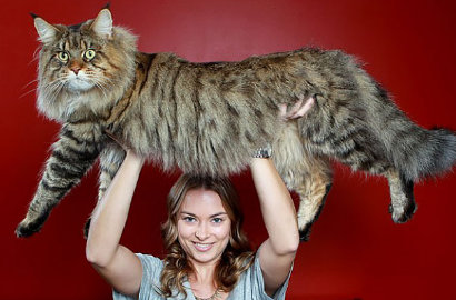 Kucing Ini Memiliki Bobot Tubuh Super Berat