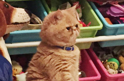 Kenalan Sama George, Kucing Lucu yang Berjalan Seperti Manusia