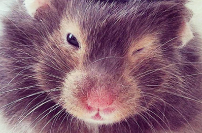 Lucunya Tiddly Whiskers Si Hamster Imut dengan Topi Bowler Mungil