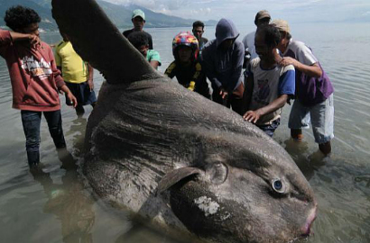 Astaga, Nelayan di Palu Temukan Ikan Raksasa Seberat 1,5 Ton