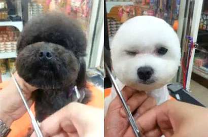 Tren Rambut Bulat dan Kotak Ini Bikin Anjing Makin Menggemaskan