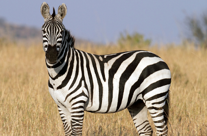 Kocaknya Zebra Masukkan Kepala di Jendela Mobil dan Ikutan Selfie