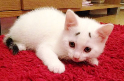 Yuk Kenalan dengan Gary, Kucing dengan Alis Kebingungan
