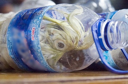 Netter Ngamuk Kakaktua Jambul Kuning Diselundupkan dalam Botol