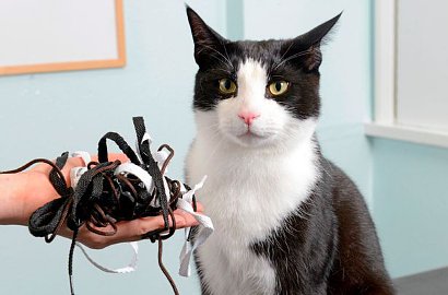 Garry, Kucing yang Selamat dari Kematian Habis 'Ngemil' Tali Sepatu