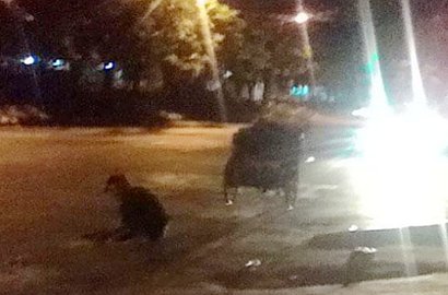 Tukang Becak Tambal Lubang Jalan di Surabaya Tolak Imbalan Jasa