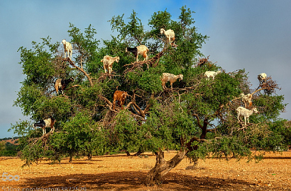 Yuk, Kenalan sama Kambing-Kambing Pemanjat Pohon di Maroko