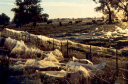 Suasana Seperti Film Horor, Kota di Australia Diguyur 'Hujan' Bayi Laba-Laba