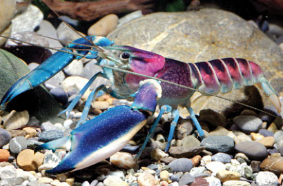 Keren, Lobster Cantik Berwarna Galaksi Ditemukan di Papua Nugini