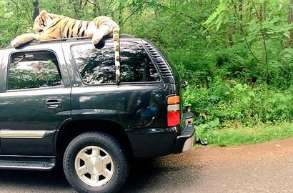 Polisi Panik Harimau Bengal Dilaporkan Keliling Kota di Atas SUV