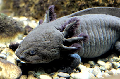 Foto Penemuan Ikan 'Berkaki' di Amerika Serikat Bikin Heboh Netter