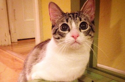 Lahir Tanpa 2 Kaki Depan, Kucing Ini Malah Jadi Seleb Instagram