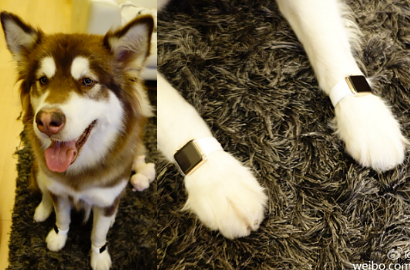 Anjing Sosialita di Tiongkok Pakai Apple Watch dan Tas Merek Desainer