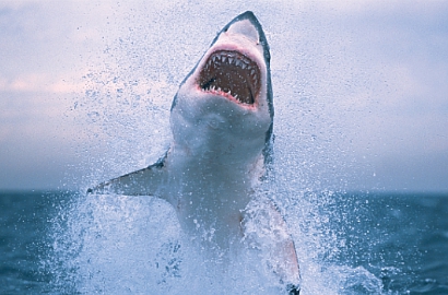 'Jaws' Kembali ke Layar Lebar untuk Rayakan Ulang Tahun ke-40