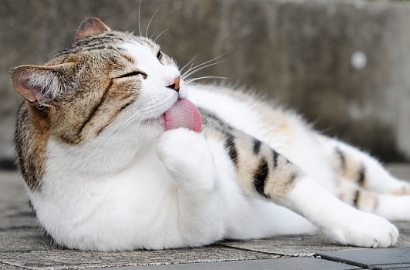 Awas, Dijilat Kucing Bisa Bikin Anda Buta