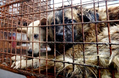 Kejamnya Penjagalan Kucing dan Anjing di Festival Makan Yulin