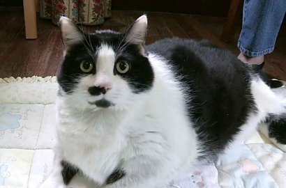 Sprinkles, Si Kucing Obesitas yang Seberat Bocah 4 Tahun