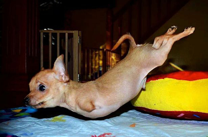 Rocket, Anjing Cihuahua Malang yang Mirip Kanguru