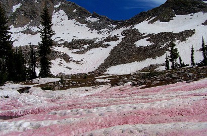 Fenomena Alam Unik Salju Pink Aroma Semangka di Pegunungan California