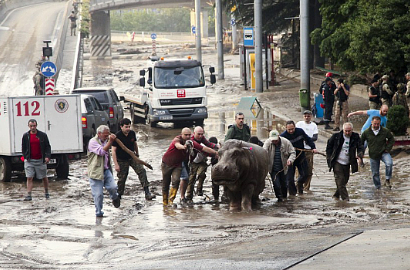 Bak 'Jumanji', Hewan Buas Berkeliaran di Kota Usai Banjir Georgia