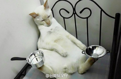 Kucing Ini Jago Seimbangkan Benda di Cakarnya, Beneran Asli?