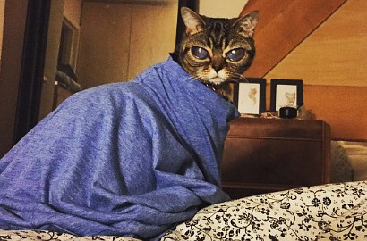 Matilda, Kucing Alien yang Jadi Seleb di Instagram