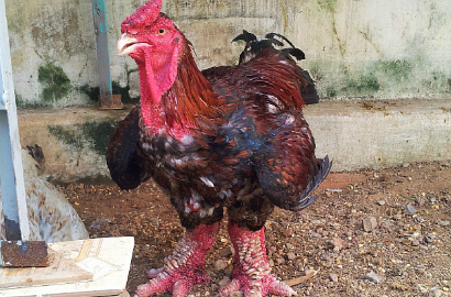 Kekar, Kaki Ayam di Vietnam Ini Bak Otot Binaragawan