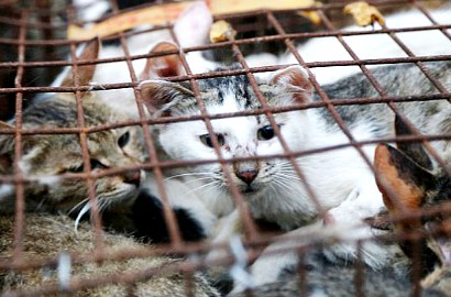 Dilarang, Bisnis Restoran Daging Anjing dan Kucing Malah Membaik