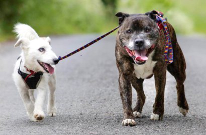 Mengharukan, Anjing Buta Ini Dituntun Sahabatnya Agar Bisa Jalan