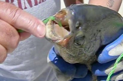 Ikan Bergigi Manusia Ini Menganggap Testis Seperti Camilan Kacang