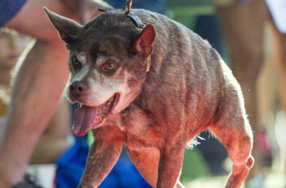 Gelar Kontes Anjing Terjelek Sedunia, Siapa Pemenangnya?