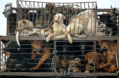 Kejam, Perawat Ini Bakar Anjing Hidup-Hidup Sambil Tertawa
