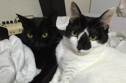 Horornya Kucing Ini Melotot pada Majikannya yang Lupa Beri Makan