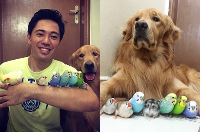 Intip Imutnya Persahabatan Anjing, Burung dan Hamster Lucu Ini