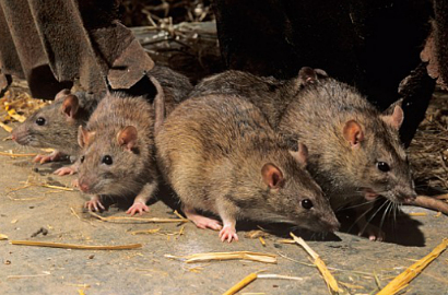 Iuwh, Netter Jijik Lihat Tikus Ditarik Keluar dari Pusar Bocah