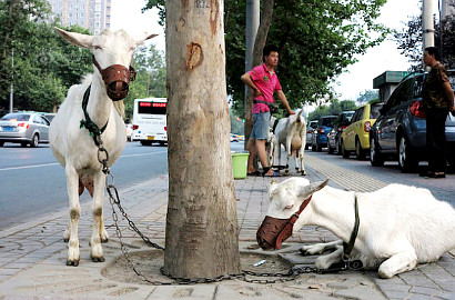 Total, Pasangan Ini Bawa Kambing ke Jalan untuk Jual Susu