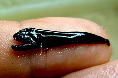 Aneh, Ikan Hitam Bertaring Ditemukan di Gunung Berapi Dasar Laut