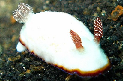 Netter Jepang Gemas dengan 'Kelinci Laut' Super Imut Ini